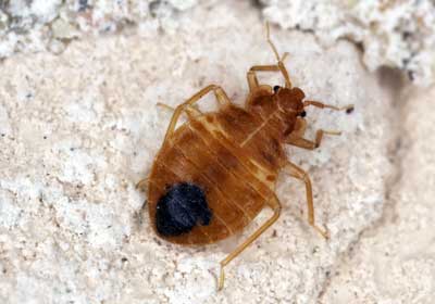 What Do Bed Bugs Look Like in Lubbock TX; D's Pest Control -Bed Bug Exterminators