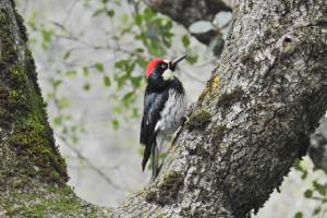 A woodpecker seen in Lubbock TX - D's Pest Control