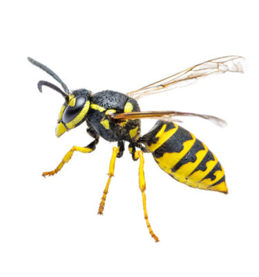 Yellowjacket in Lubbock TX - D's Pest Control
