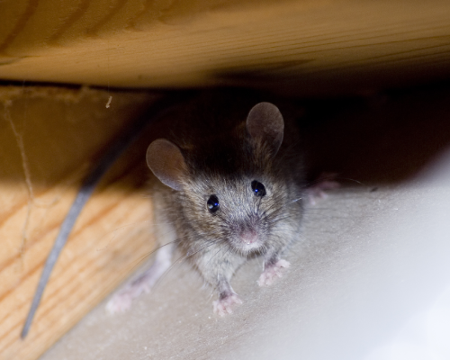 Mouse in Lubbock TX - D's Pest Control