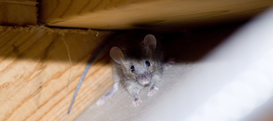 Where Do Mice Live Inside?