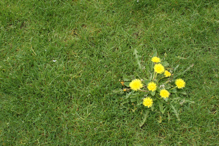 Weed control in Lubbock Texas - D's Pest Control