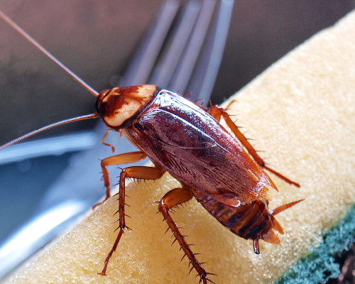Cockroach in Lubbock TX kitchen - D's Pest Control