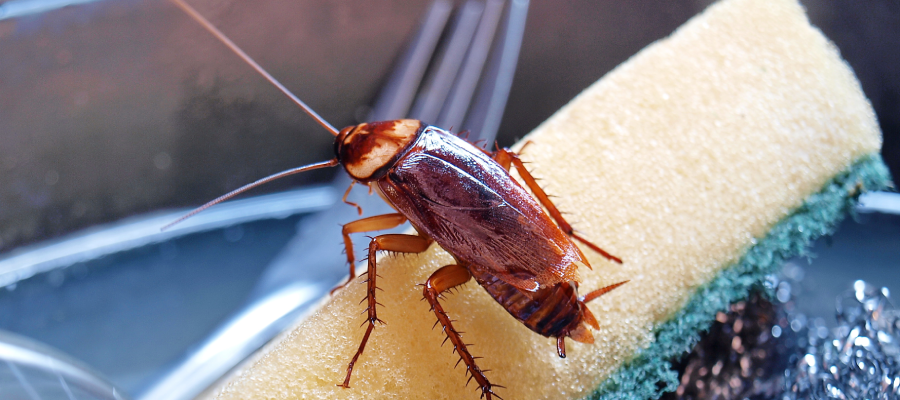 5 Tips for a Pest-Free Kitchen