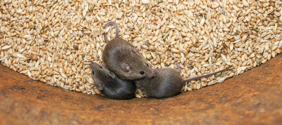 How Fast Can Mice Breed Indoors?