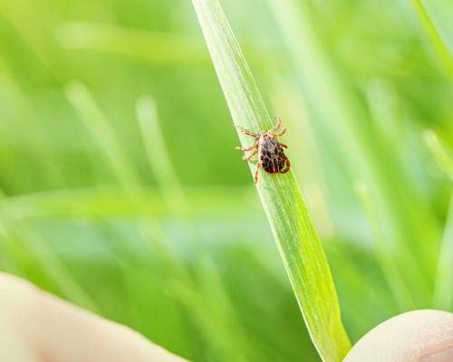 A tick found in Lubbock TX - D's Pest Control