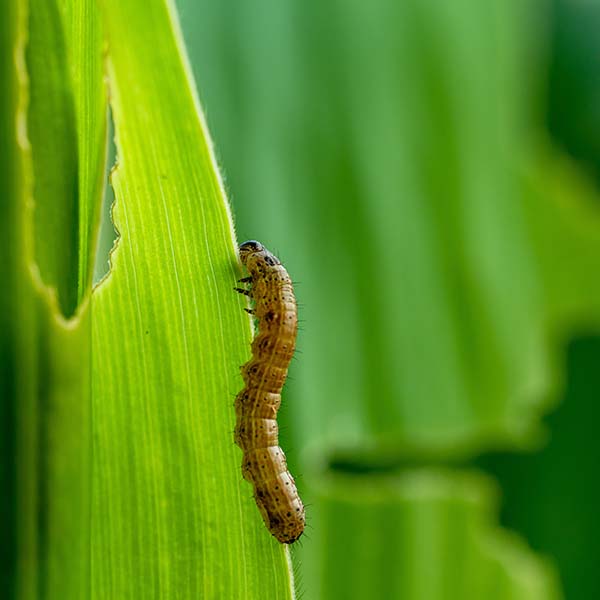 Fall Armyworm in Lubbock TX - D's Pest Control