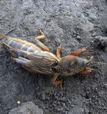Mole Cricket in Lubbock TX - D's Pest Control