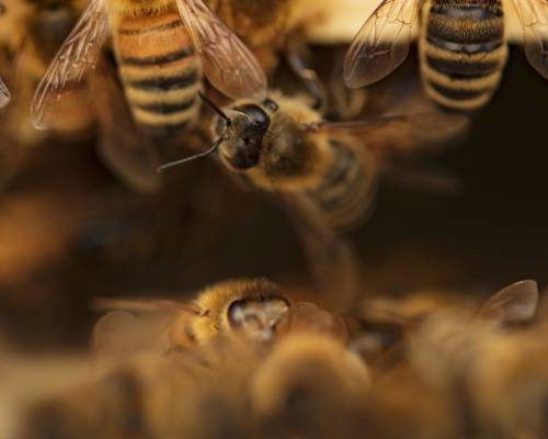 Honey bees in Lubbock TX - D's Pest Control