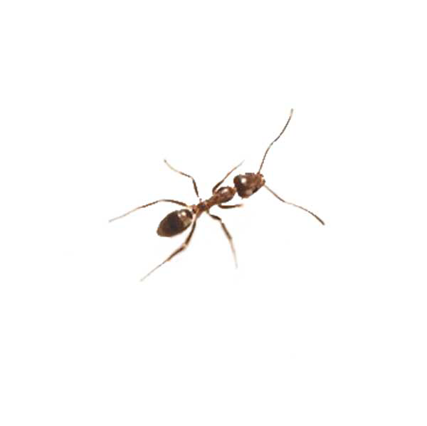 Argentine Ant in Lubbock TX - D's Pest Control