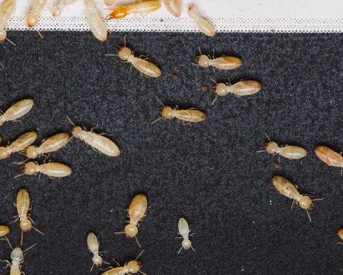 Termites are one of the tiny white insects in Lubbock TX - D's Pest Control