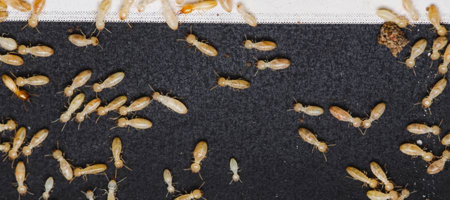 What Are Those Tiny White Bugs In Your House D S Pest Control   Ds Tiny White Insects Termites 