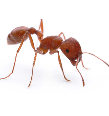 Harvester Ant in Lubbock TX - D's Pest Control