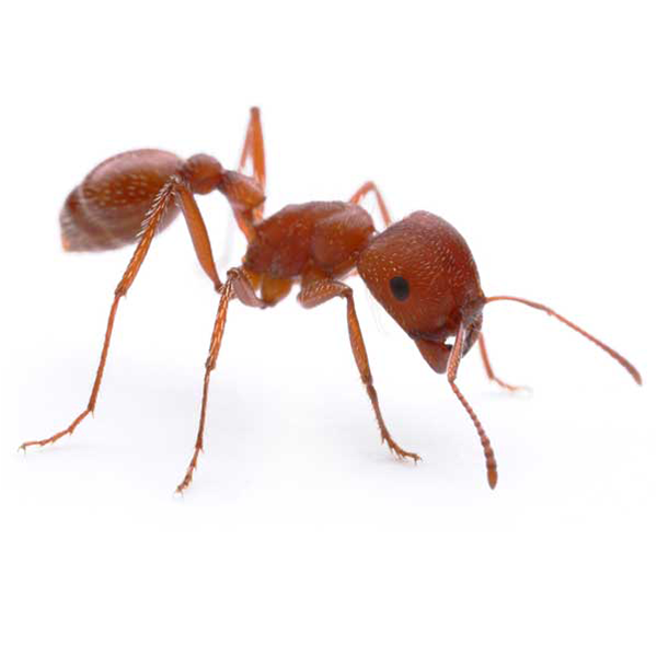 Harvester Ant in Lubbock TX - D's Pest Control