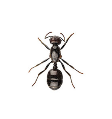 Little Black Ant in Lubbock TX - D's Pest Control