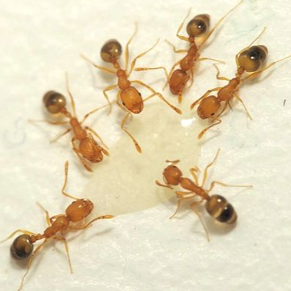 Pharaoh Ant in Lubbock TX - D's Pest Control