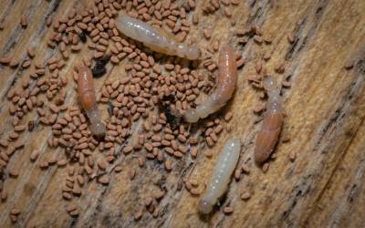 Drywood termites found in Lubbock TX - D's Pest Control