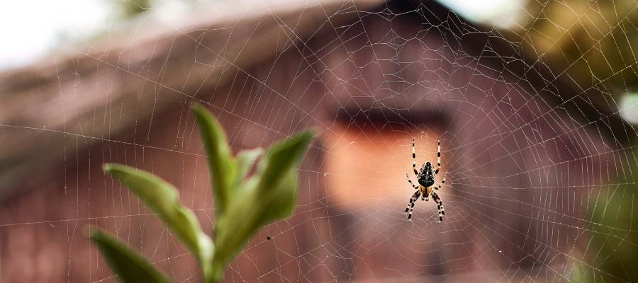 10 Fun Facts About Spiders You Should Know