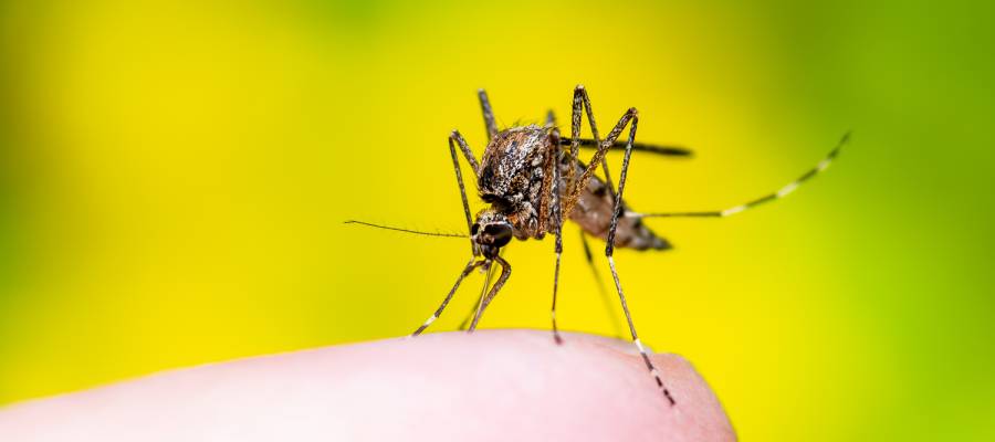 Mosquito Prevention: The 4 Signals Mosquitoes Look For