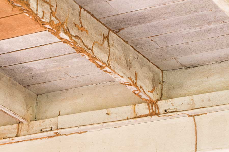 How do you fix termite damage in [placeholder-city] | [placeholder-company]