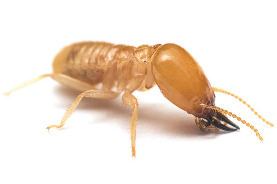 what does a termite look like in [placeholder-city] | [placeholder-company]