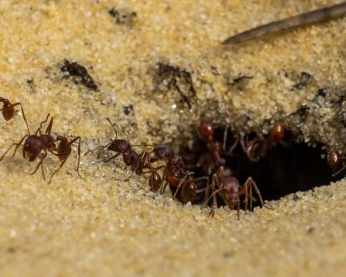 Florida harvester ants emerging from nest