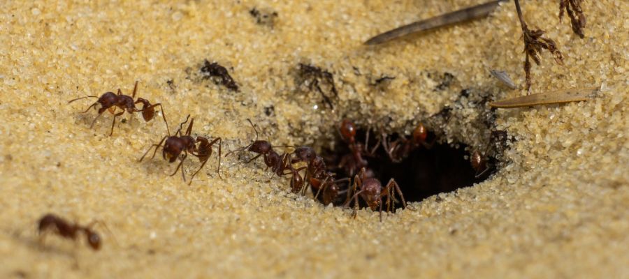 America’s 4 Most Dangerous Ant Species