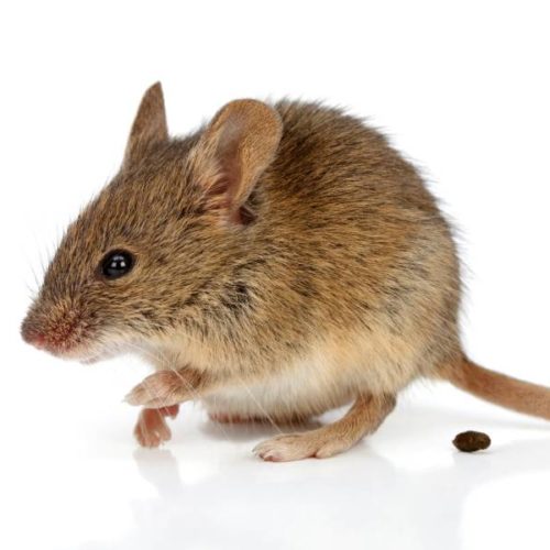 a mouse with some potentially disease causing mouse poop