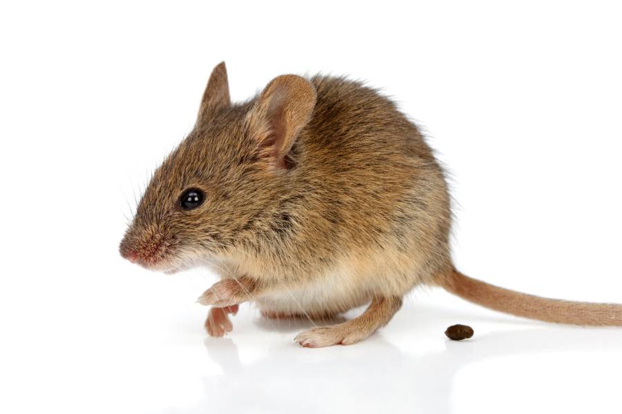 Mouse in the House: Can Rodent Poop Make You Sick?