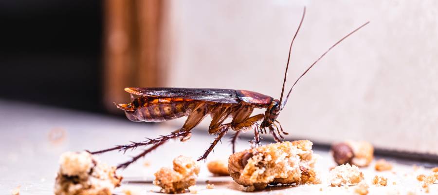 Keep Cockroaches Out of Kitchen Appliances