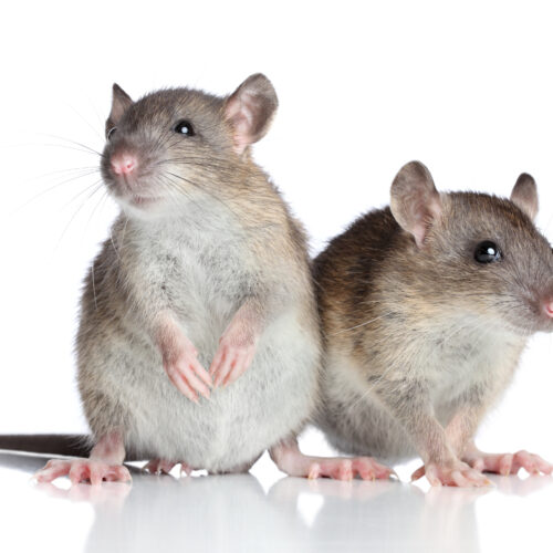 Two rats on white background