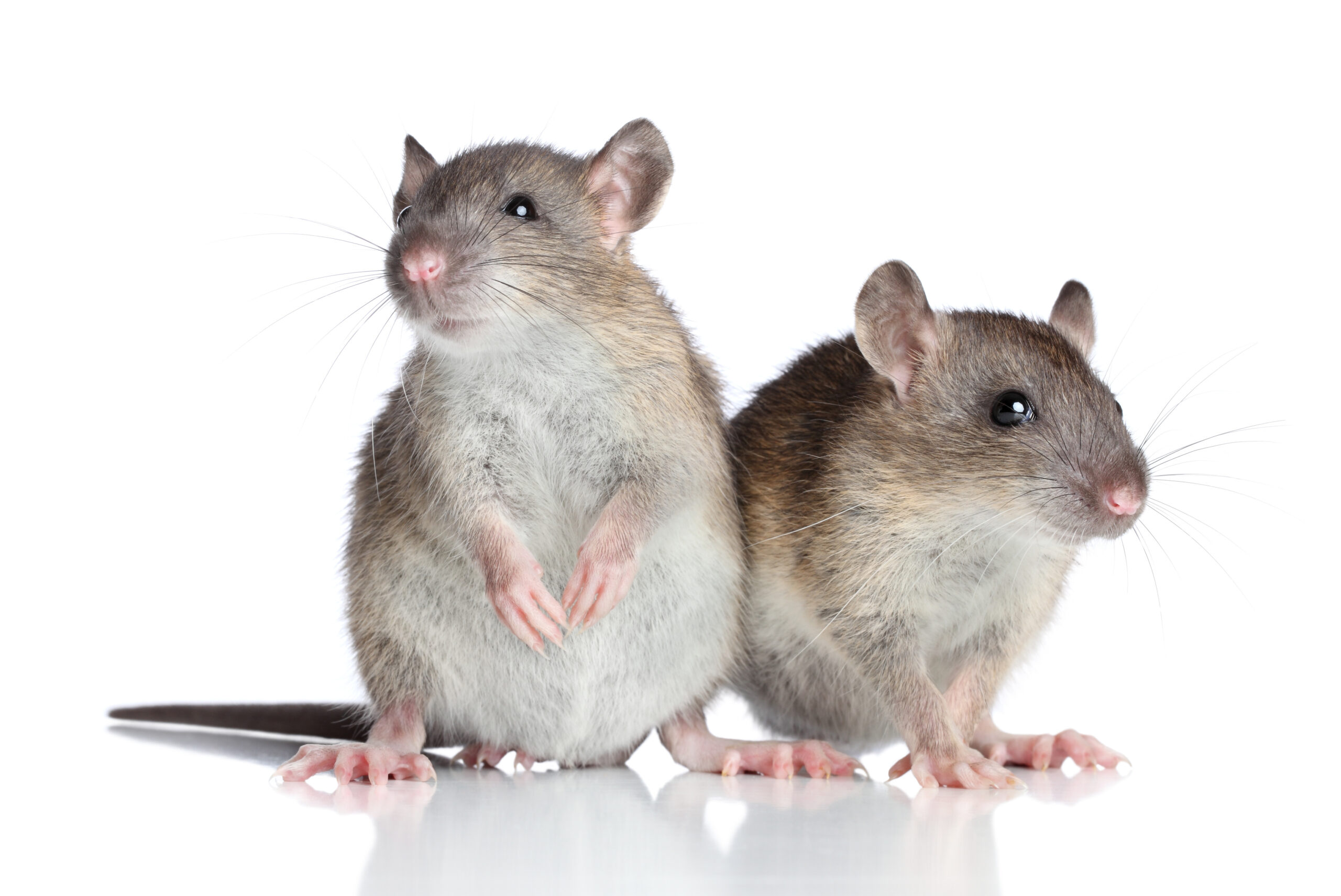 Mouse Prevention for a Pest-Free Winter