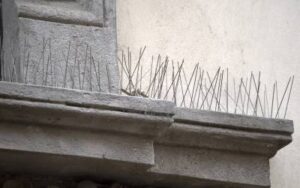 bird spikes on building ledge