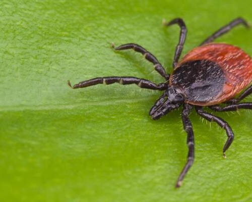 this deer tick on a leaf acts as an example of ticks expanding territory into texas.