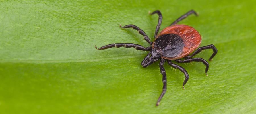 Extreme Weather and Its Impact on Pests in Texas