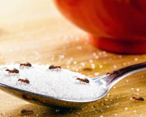 Ants crawling on a spoonful of sugar